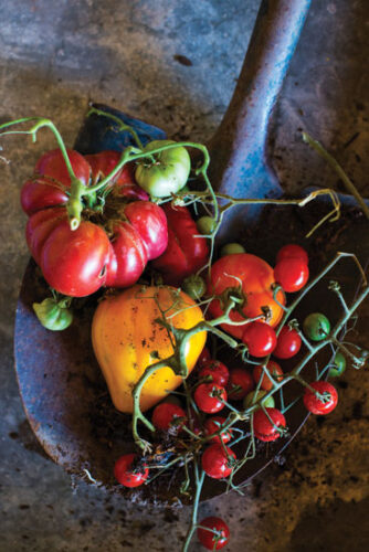 Tomatomania! A Fresh Approach to Celebrating Tomatoes in the Garden and in the Kitchen